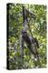 Brazil, Amazon, Manaus, Common woolly monkey hanging from the trees using its tail.-Ellen Goff-Premier Image Canvas