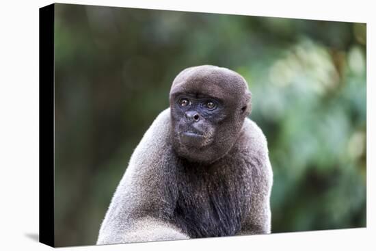 Brazil, Amazon, Manaus, Common woolly monkey portrait.-Ellen Goff-Premier Image Canvas