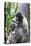 Brazil, Amazon, Manaus. Female common woolly monkey with baby.-Ellen Goff-Premier Image Canvas