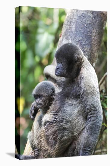 Brazil, Amazon, Manaus. Female common woolly monkey with baby.-Ellen Goff-Premier Image Canvas