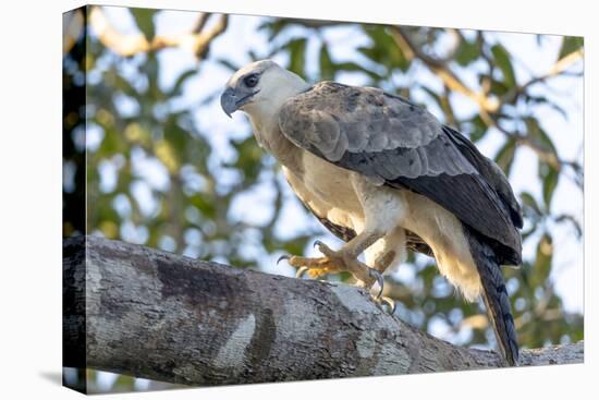 Brazil, Amazon, Manaus, Juvenile harpy eagle in its nesting tree.-Ellen Goff-Premier Image Canvas