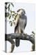 Brazil, Amazon, Manaus, Juvenile harpy eagle returns to its nesting tree.-Ellen Goff-Premier Image Canvas
