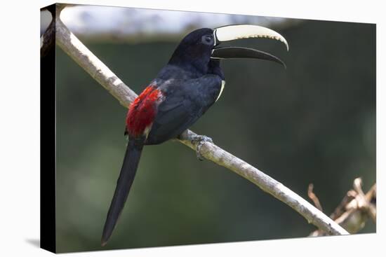 Brazil, Amazon, Manaus. Portrait of a black-necked aracari.-Ellen Goff-Premier Image Canvas