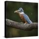 Brazil. An Amazon kingfisher with a small captured fish in the Pantanal.-Ralph H. Bendjebar-Premier Image Canvas