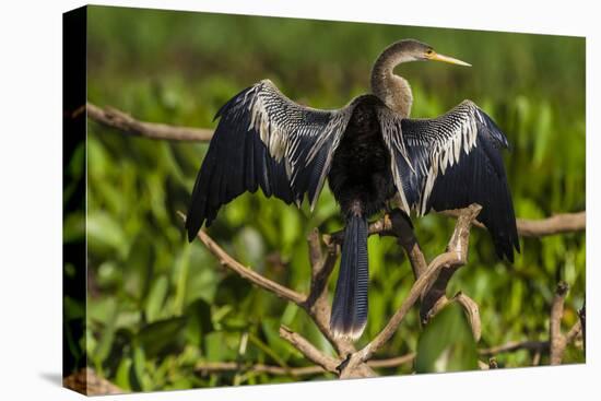 Brazil. An anhinga drying its wings in the sun, found in the Pantanal.-Ralph H. Bendjebar-Premier Image Canvas