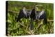 Brazil. An anhinga drying its wings in the sun, found in the Pantanal.-Ralph H. Bendjebar-Premier Image Canvas