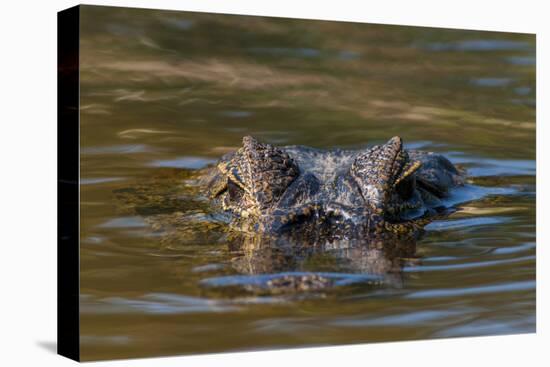 Brazil, Cuiaba River, Pantanal Wetlands, Head of a Yacare Caiman Eyes Exposed, on the Cuiaba River-Judith Zimmerman-Premier Image Canvas