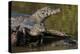 Brazil, Cuiaba River, Pantanal Wetlands, Three Yacare Caiman-Judith Zimmerman-Premier Image Canvas