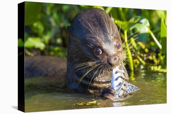 Brazil. Giant river otter eating fish in the Pantanal.-Ralph H. Bendjebar-Premier Image Canvas