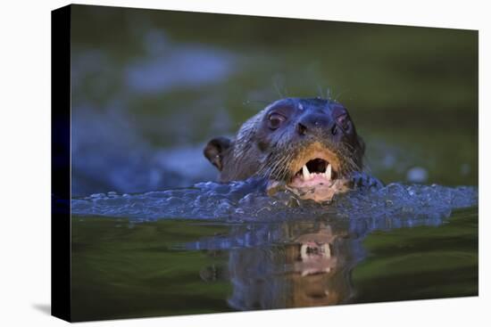 Brazil. Giant river otter swimming in the Pantanal.-Ralph H. Bendjebar-Premier Image Canvas