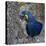 Brazil. Hyacinth macaw in the Pantanal.-Ralph H. Bendjebar-Premier Image Canvas