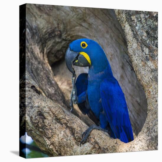 Brazil. Hyacinth macaw in the Pantanal.-Ralph H. Bendjebar-Premier Image Canvas