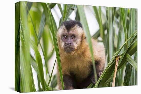 Brazil, Mato Grosso do Sul, Bonito. Portrait of a brown capuchin monkey, Cebus apella.-Ellen Goff-Premier Image Canvas