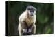 Brazil, Mato Grosso do Sul, Bonito. Portrait of a brown capuchin monkey.-Ellen Goff-Premier Image Canvas