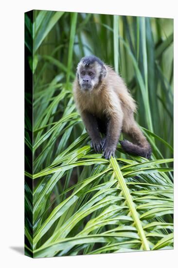 Brazil, Mato Grosso do Sul, Bonito. Portrait of a brown capuchin monkey.-Ellen Goff-Premier Image Canvas