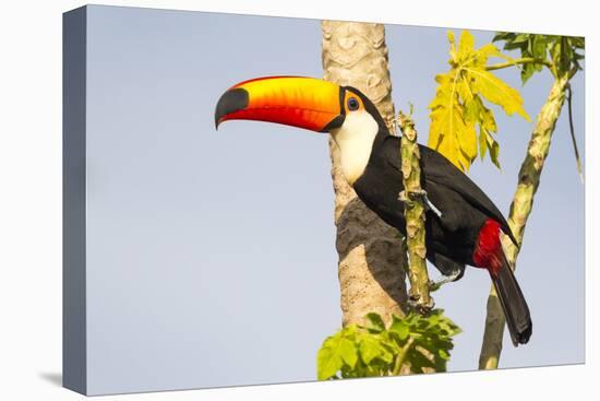 Brazil, Mato Grosso, the Pantanal. a Toco Toucan in a Papaya Tree-Ellen Goff-Premier Image Canvas