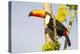 Brazil, Mato Grosso, the Pantanal. a Toco Toucan in a Papaya Tree-Ellen Goff-Premier Image Canvas