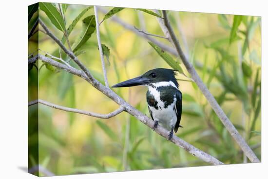 Brazil, Mato Grosso, the Pantanal, Amazon Kingfisher Female on a Branch-Ellen Goff-Premier Image Canvas