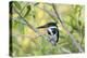 Brazil, Mato Grosso, the Pantanal, Amazon Kingfisher Female on a Branch-Ellen Goff-Premier Image Canvas