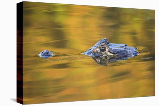 Brazil, Mato Grosso, the Pantanal, Black Caiman in Reflective Water-Ellen Goff-Premier Image Canvas