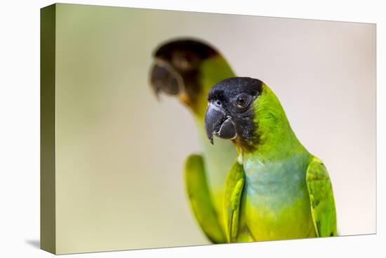 Brazil, Mato Grosso, the Pantanal. Black-Hooded Parakeet Portrait-Ellen Goff-Premier Image Canvas