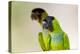 Brazil, Mato Grosso, the Pantanal. Black-Hooded Parakeet Portrait-Ellen Goff-Premier Image Canvas