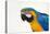 Brazil, Mato Grosso, the Pantanal. Blue-And-Yellow Macaw Portrait-Ellen Goff-Premier Image Canvas
