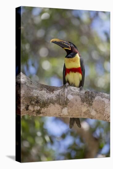 Brazil, Mato Grosso, the Pantanal, Chestnut-Eared Aracari in a Tree-Ellen Goff-Premier Image Canvas
