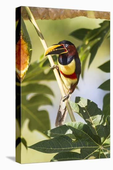 Brazil, Mato Grosso, the Pantanal. Chestnut-Eared Aracari in a Tree-Ellen Goff-Premier Image Canvas