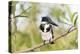 Brazil, Mato Grosso, the Pantanal. Female Amazon Kingfisher on a Branch-Ellen Goff-Premier Image Canvas