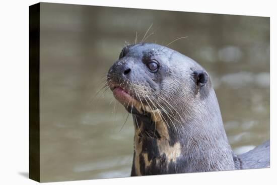 Brazil, Mato Grosso, the Pantanal. Giant River Otter Portrait-Ellen Goff-Premier Image Canvas