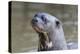 Brazil, Mato Grosso, the Pantanal. Giant River Otter Portrait-Ellen Goff-Premier Image Canvas