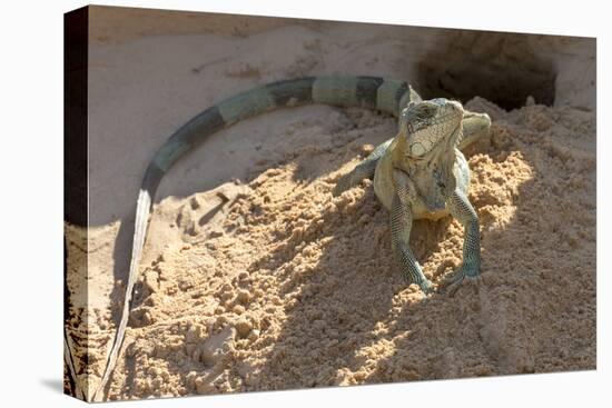 Brazil, Mato Grosso, the Pantanal, Green Iguana Digging Nest Along the River Bank-Ellen Goff-Premier Image Canvas