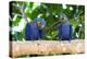 Brazil, Mato Grosso, the Pantanal, Hyacinth Macaw on a Branch-Ellen Goff-Premier Image Canvas