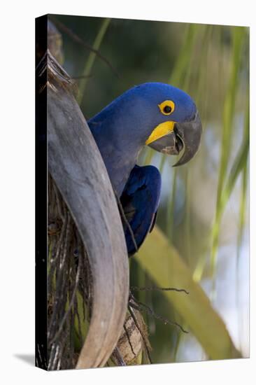 Brazil, Mato Grosso, the Pantanal, Hyacinth Macaw on Palm Branch-Ellen Goff-Premier Image Canvas