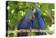 Brazil, Mato Grosso, The Pantanal, hyacinth macaw. Pair of hyacinth macaws cuddling.-Ellen Goff-Premier Image Canvas