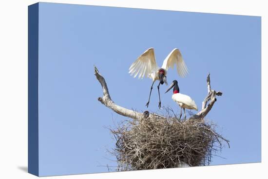 Brazil, Mato Grosso, the Pantanal. Jabiru Flying into the Nest-Ellen Goff-Premier Image Canvas