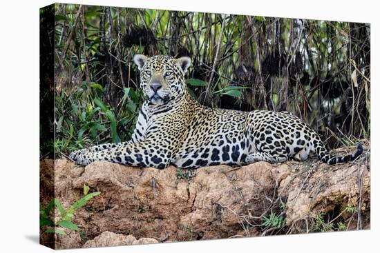 Brazil, Mato Grosso, the Pantanal, Jaguar Resting on the Bank of the Cuiaba River-Ellen Goff-Premier Image Canvas