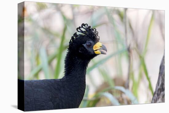 Brazil, Mato Grosso, the Pantanal. Male Bare-Faced Curassow Portrait-Ellen Goff-Premier Image Canvas