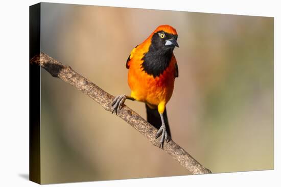 Brazil, Mato Grosso, the Pantanal, Orange-Backed Troupial on a Branch-Ellen Goff-Premier Image Canvas