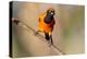 Brazil, Mato Grosso, the Pantanal, Orange-Backed Troupial on a Branch-Ellen Goff-Premier Image Canvas