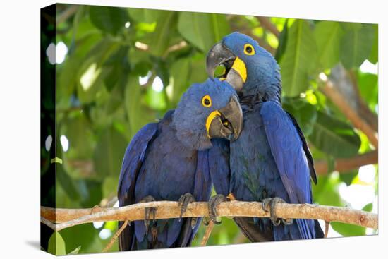 Brazil, Mato Grosso, the Pantanal. Pair of Hyacinth Macaws Cuddling-Ellen Goff-Premier Image Canvas