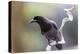 Brazil, Mato Grosso, the Pantanal. Purplish Jay on a Vine-Ellen Goff-Premier Image Canvas