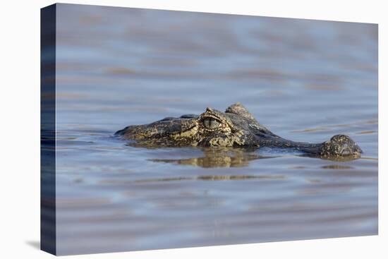 Brazil, Mato Grosso, the Pantanal, Rio Cuiaba. Black Caiman in Water-Ellen Goff-Premier Image Canvas