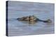 Brazil, Mato Grosso, the Pantanal, Rio Cuiaba. Black Caiman in Water-Ellen Goff-Premier Image Canvas