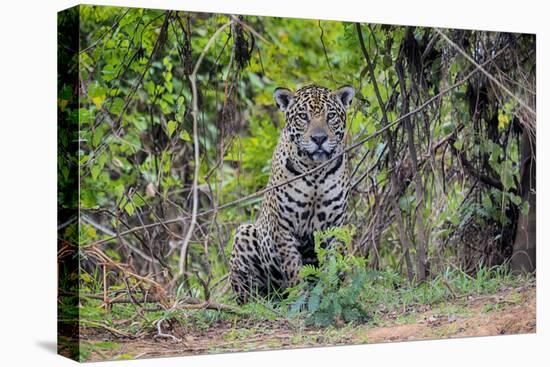 Brazil, Mato Grosso, the Pantanal, Rio Cuiaba. Jaguar Along the Bank of the Cuiaba River-Ellen Goff-Premier Image Canvas