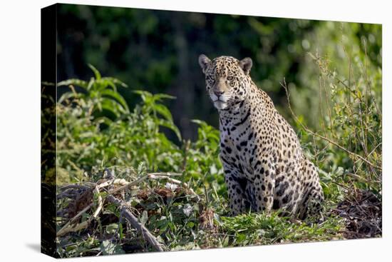 Brazil, Mato Grosso, the Pantanal, Rio Cuiaba. Jaguar on the Bank of the Cuiaba River-Ellen Goff-Premier Image Canvas