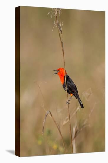 Brazil, Mato Grosso, the Pantanal, Scarlet-Headed Blackbird Singing-Ellen Goff-Premier Image Canvas