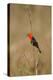 Brazil, Mato Grosso, the Pantanal, Scarlet-Headed Blackbird Singing-Ellen Goff-Premier Image Canvas