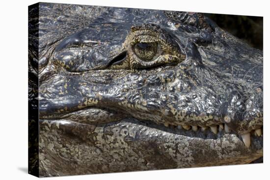 Brazil, Mato Grosso, the Pantanal, the Transpantaneira Highway, Black Caiman Eye and Mouth Detail-Ellen Goff-Premier Image Canvas